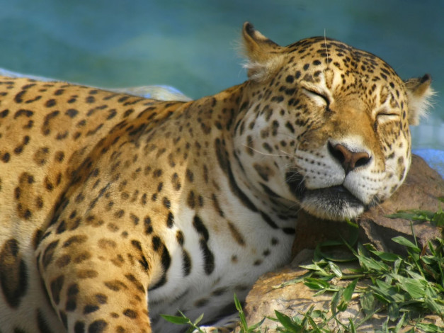 Обои картинки фото животные, Ягуары, ягуар, отдых