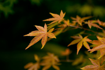 Картинка осень природа листья листва ветка