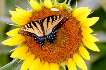 Картинка животные бабочки подсолнух крылья