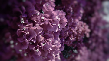 Картинка цветы бугенвиллея лепестки природа краски макро фокус flowers petals nature colors macro focus 2560x1440