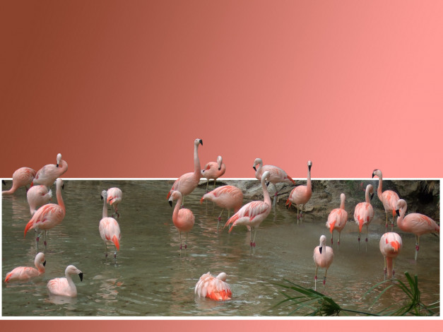 Обои картинки фото животные, фламинго, вода