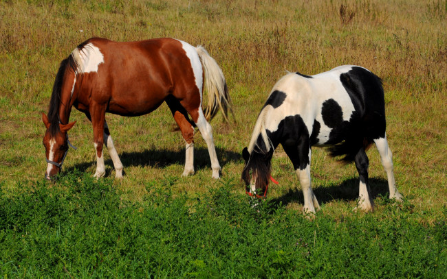 Обои картинки фото животные, лошади, трава