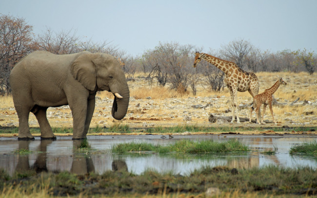 Обои картинки фото животные, разные, вместе, жирафы, слон