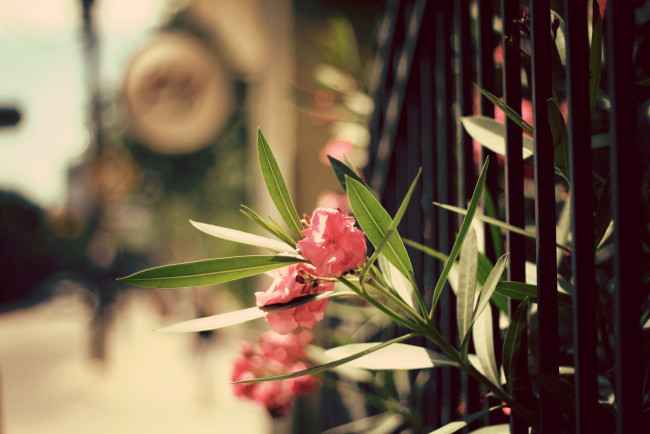 Обои картинки фото цветы, олеандры, листья, лепестки, забор