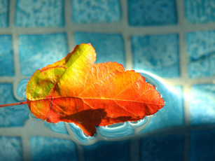 Картинка природа листья осенний лист вода