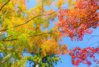 Картинка природа деревья осень небо ветки листья ярко багрянец