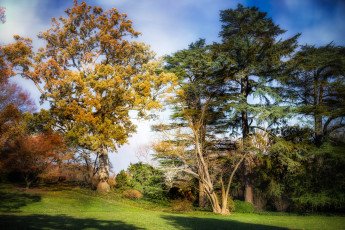 Картинка природа деревья поляна осень