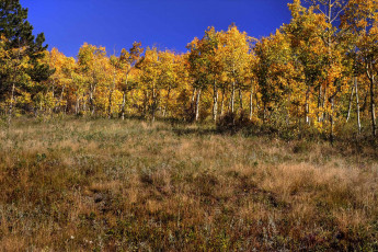Картинка природа лес деревья трава осень
