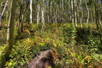 Картинка природа лес осины роща