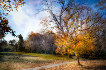 Картинка природа парк лес поляна осень