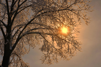 Картинка природа зима лучи дерево ветки снег иней солнце
