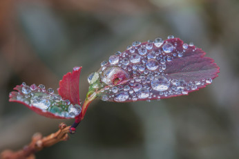 Картинка природа макро вода роса капли листья ветка