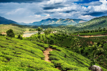 Картинка природа поля kerala india пейзаж