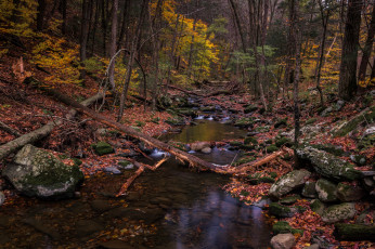 Картинка природа реки озера лес ручей осень