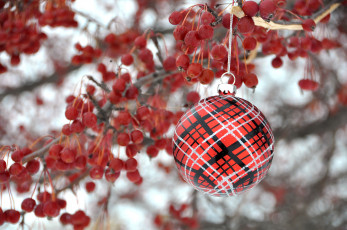 Картинка праздничные шары украшение шарик ягоды ветка новый год рождество игрушка