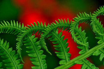 Картинка природа листья растение красный макро папаротник зелень фон