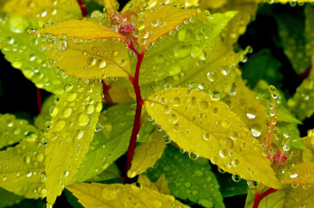 Картинка природа листья растение роса капли вода