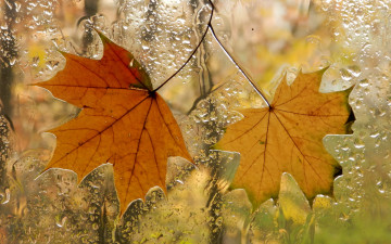 Картинка природа листья осень окно