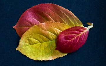 Картинка природа листья осень текстура багрянец