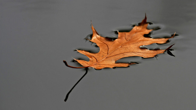 Обои картинки фото природа, листья, вода, осень, лист