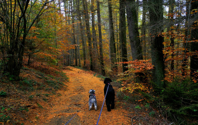 Обои картинки фото природа, лес, тропа, собаки, осень, деревья