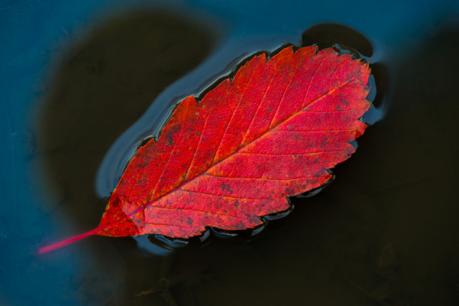 Обои картинки фото природа, листья, лист, вода, красный, макро, осень