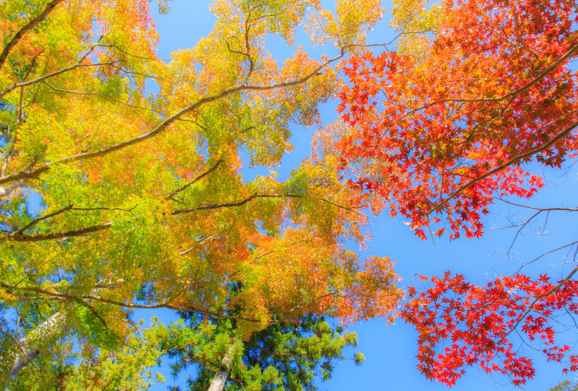 Обои картинки фото природа, деревья, осень, небо, ветки, листья, ярко, багрянец