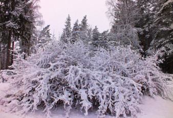 Картинка природа зима снег куст лес деревья