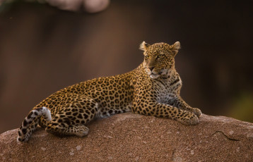 Картинка животные леопарды хищник леопард пятна