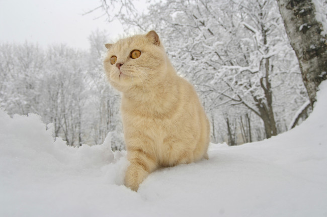 Обои картинки фото животные, коты, зима, снег, рыжий, кот