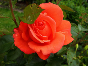 Картинка цветы розы алый макро