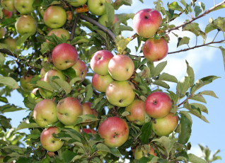 Картинка природа плоды ветки яблоки