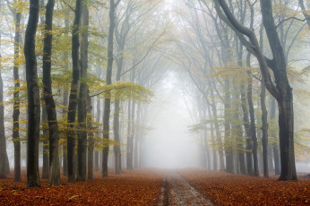 обоя природа, другое, дорога, осень, лес