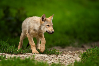 Картинка животные волки +койоты +шакалы волчонок щенок трава