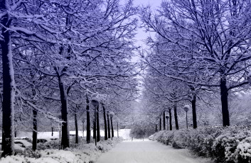 Картинка природа зима деревья алея снег