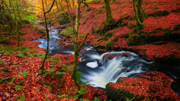 Картинка природа реки озера поток камни лес
