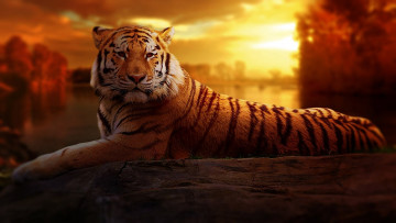 Картинка животные тигры отдых лапы морда тигр трава хищник