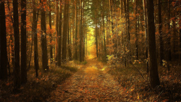Картинка природа дороги дорога осень лес
