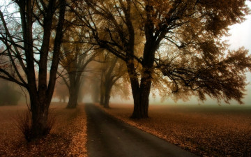 Картинка природа дороги дорога туман деревья