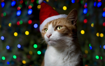 Картинка животные коты колпак праздник кот рыжий