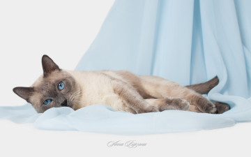 Картинка животные коты серый фон глаза тайская кошка тайский кот голубые
