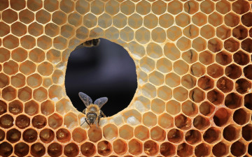 Картинка животные пчелы +осы +шмели улей пчела соты