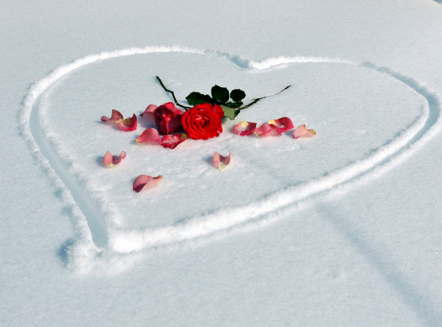 Обои картинки фото цветы, розы, лепестки, алый, сердце, снег