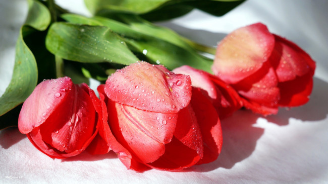 Обои картинки фото цветы, тюльпаны, бутоны, алые, капли