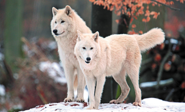 Обои картинки фото животные, волки,  койоты,  шакалы, белые, снег
