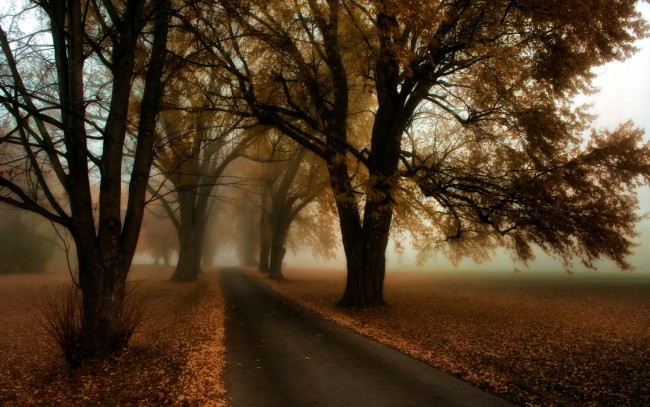 Обои картинки фото природа, дороги, дорога, туман, деревья