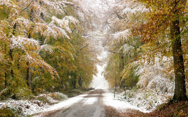 Обои картинки фото природа, дороги, лес, снег, осень, дорога