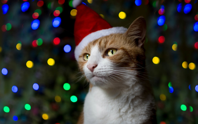 Обои картинки фото животные, коты, колпак, праздник, кот, рыжий