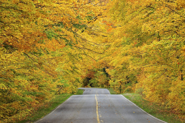 Обои картинки фото природа, дороги, лес, дорога, осень