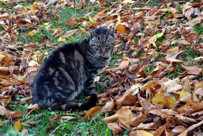 Обои картинки фото животные, коты, трава, осень, листва